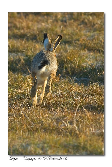 lepre comune - Lepus europaeus