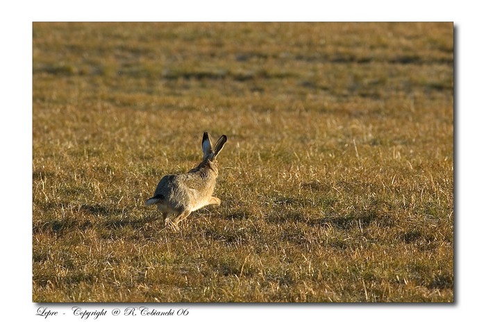 lepre comune - Lepus europaeus