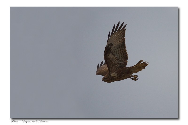 Poiana - Buteo buteo