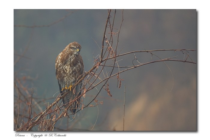 Poiana - Buteo buteo