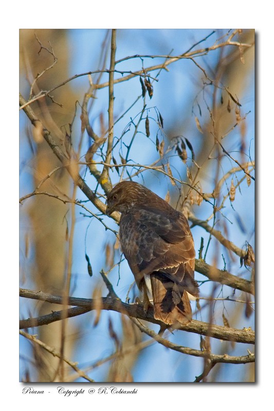 Poiana - Buteo buteo