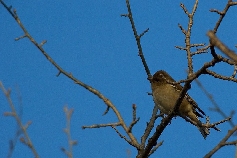 Fringuello -  Fringilla coelebs