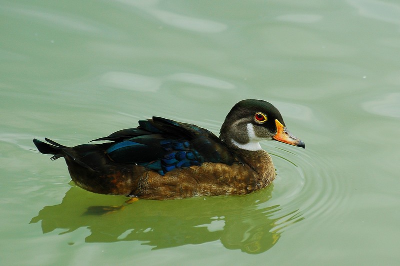 Anatra sposa (wood duck) Aix sponsa