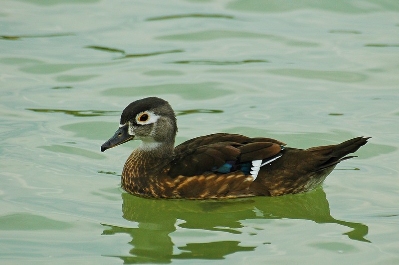 Anatra sposa (wood duck) Aix sponsa
