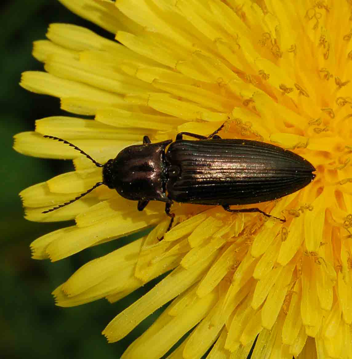Ctenicera sp.