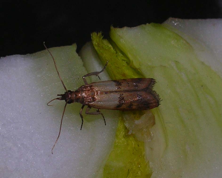 Plodia interpunctella e Chironomidae?