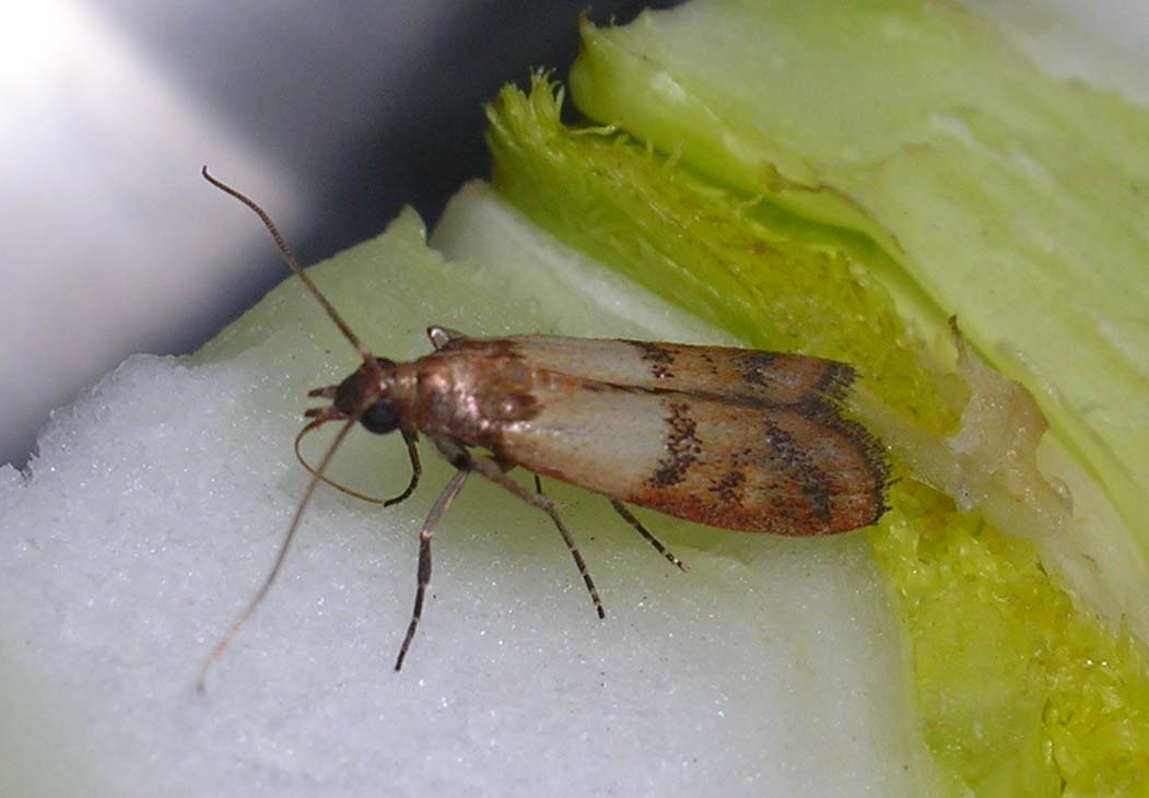 Plodia interpunctella e Chironomidae?