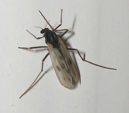 Plodia interpunctella e Chironomidae?