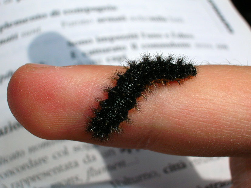 Bruco di Melitaea phoebe