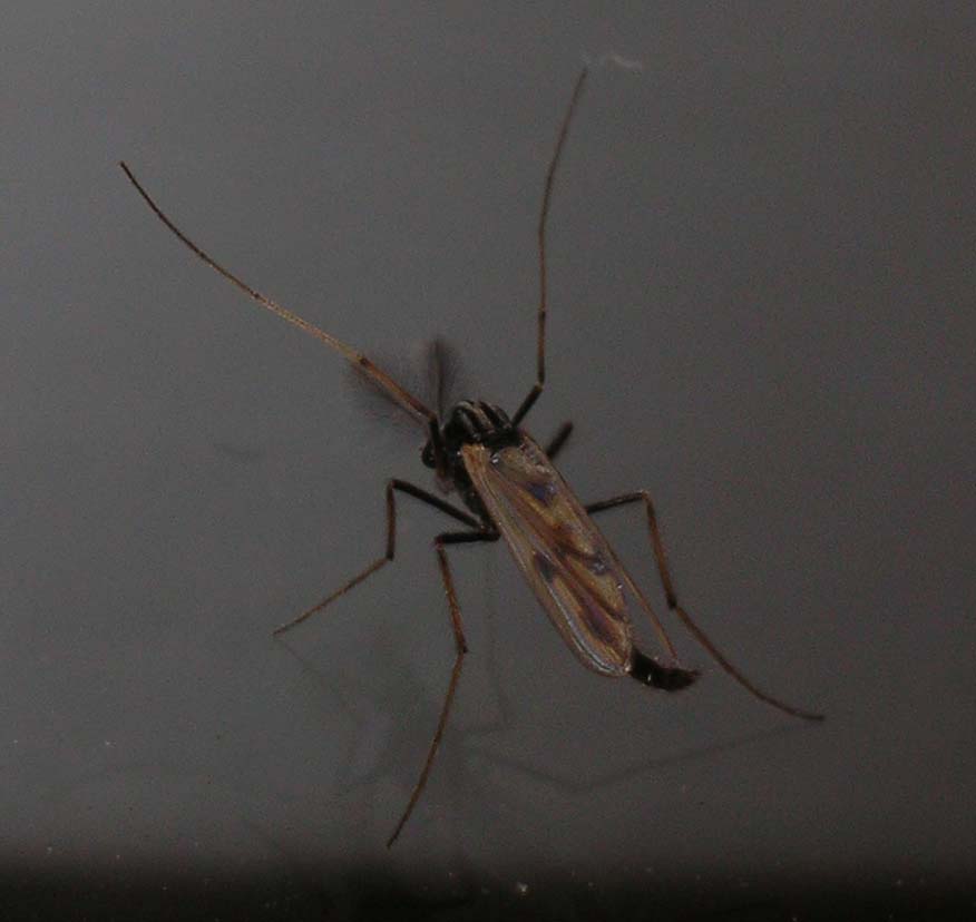 Plodia interpunctella e Chironomidae?