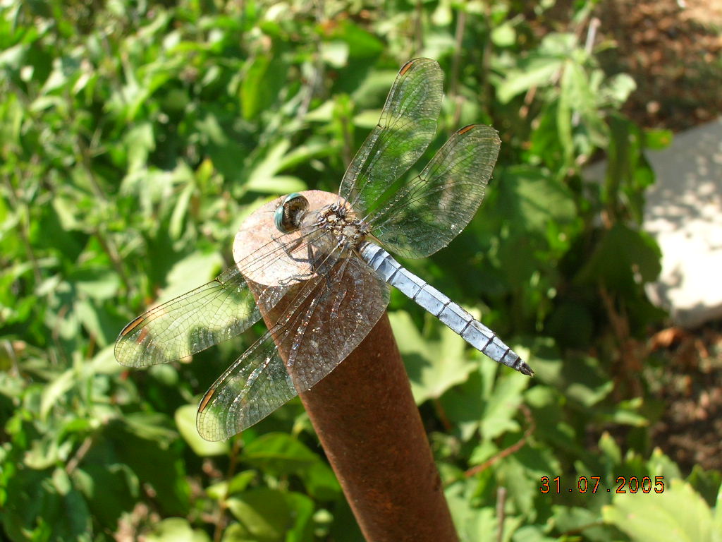 Pyrrhocoris apterus e Orthetrum coerulescens