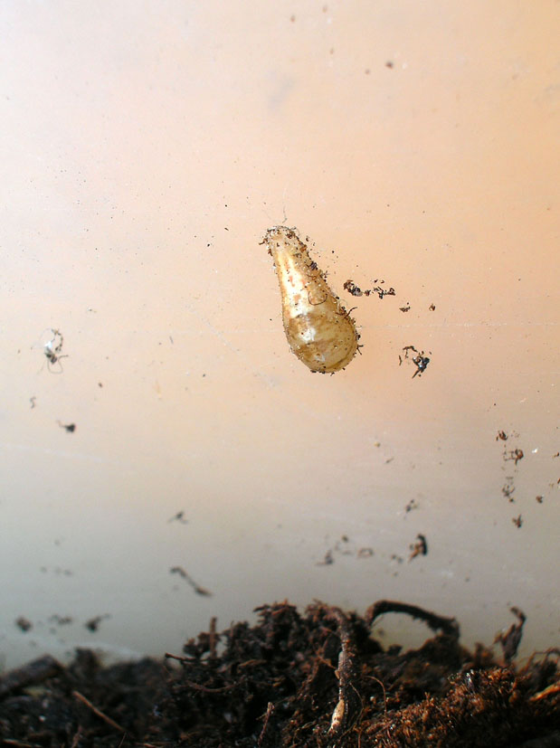 Larva cacciatrice di Episyrphus balteatus