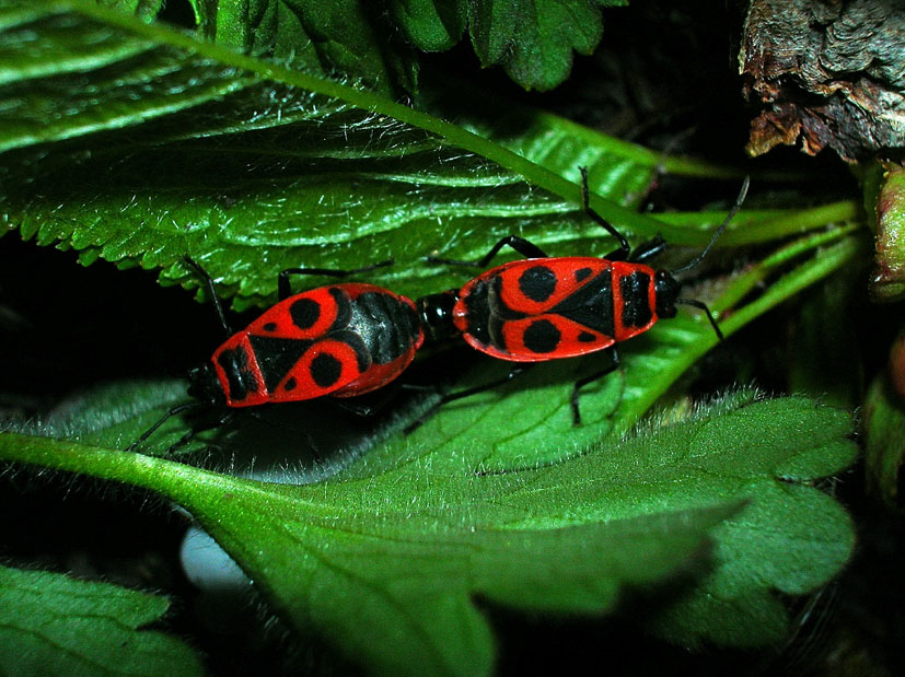 Pyrrhocoris apterus e Orthetrum coerulescens