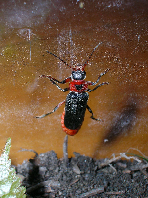 Cantharis rustica