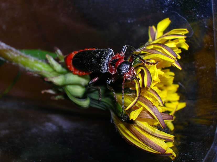 Cantharis rustica