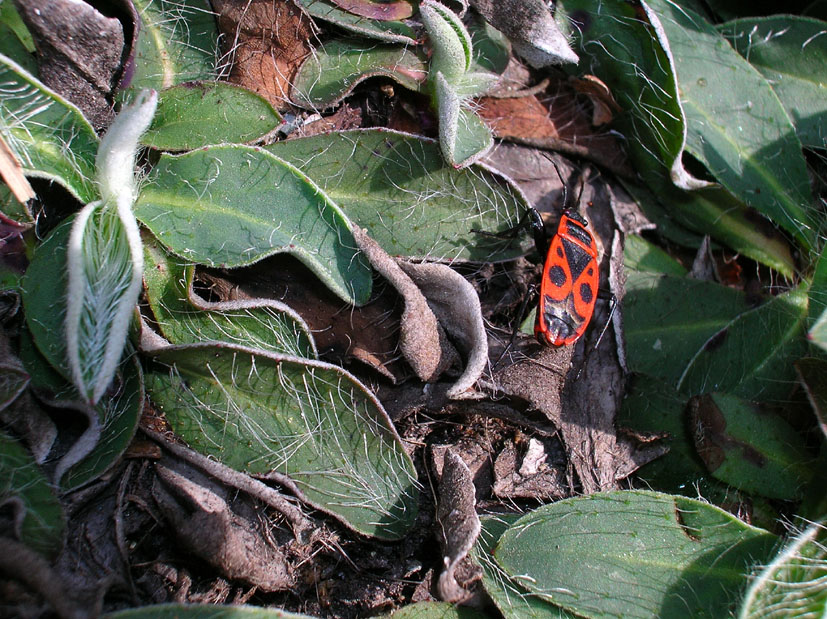 Pyrrhocoris apterus e Orthetrum coerulescens