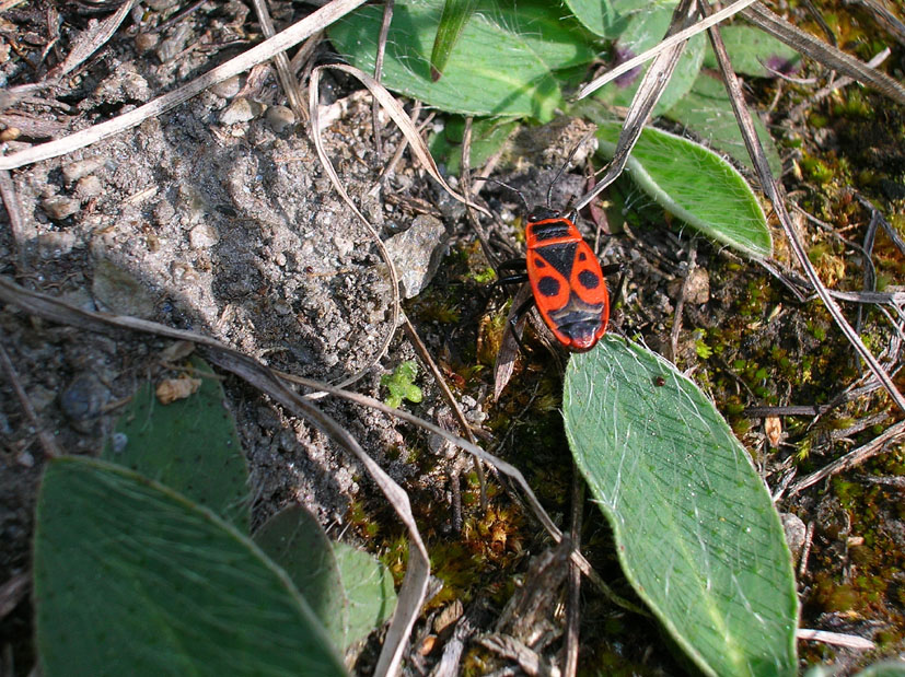 Pyrrhocoris apterus e Orthetrum coerulescens
