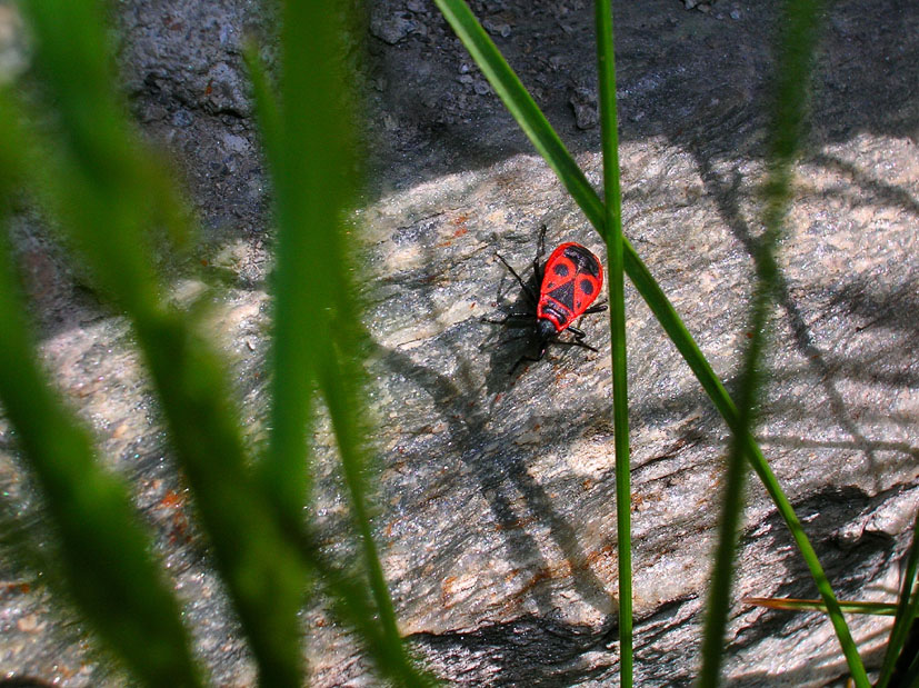 Pyrrhocoris apterus e Orthetrum coerulescens