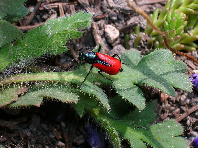 Malachius aeneus? forse M. rubidus