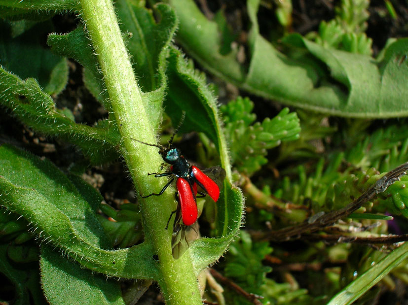 Malachius aeneus? forse M. rubidus