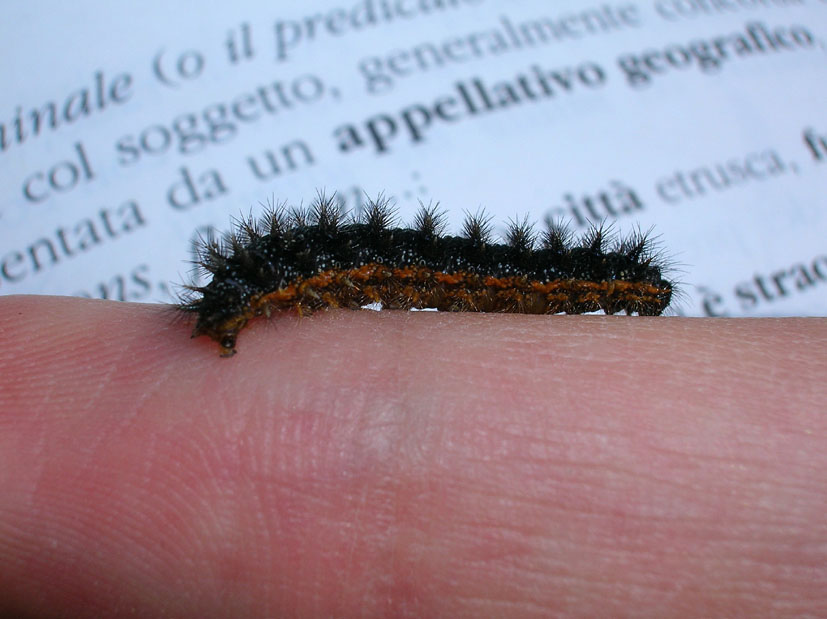 Bruco di Melitaea phoebe