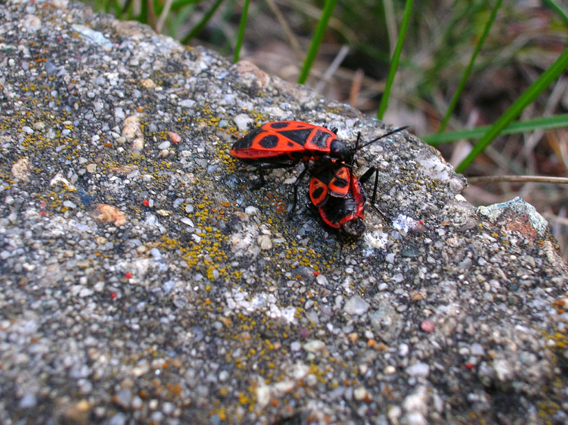 Pyrrhocoris apterus e Orthetrum coerulescens