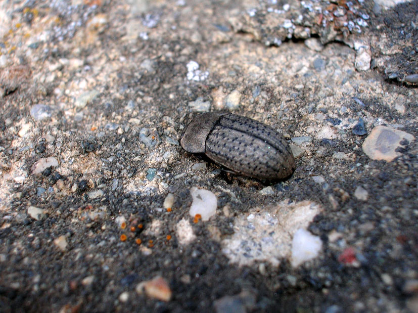 Opatrum sabulosum