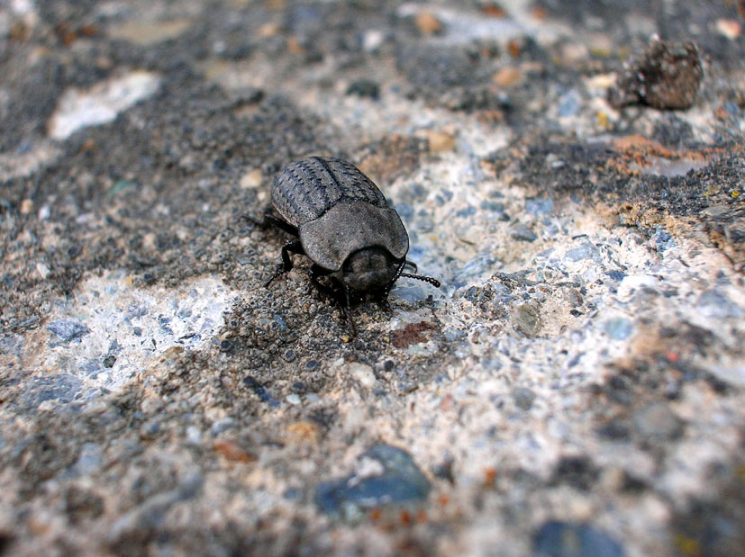 Opatrum sabulosum
