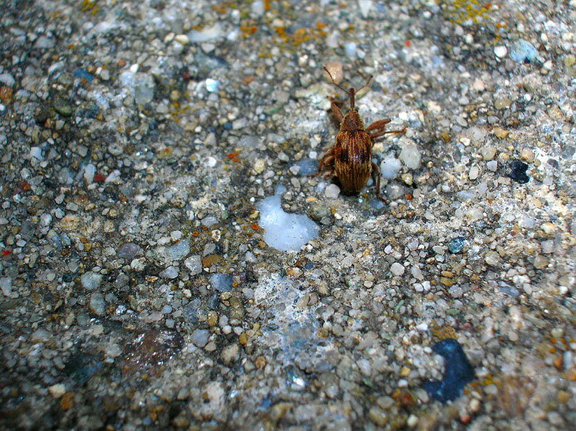 Furcipus rectirostris