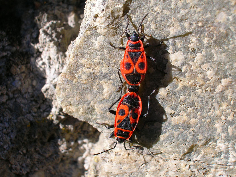 Pyrrhocoris apterus e Orthetrum coerulescens