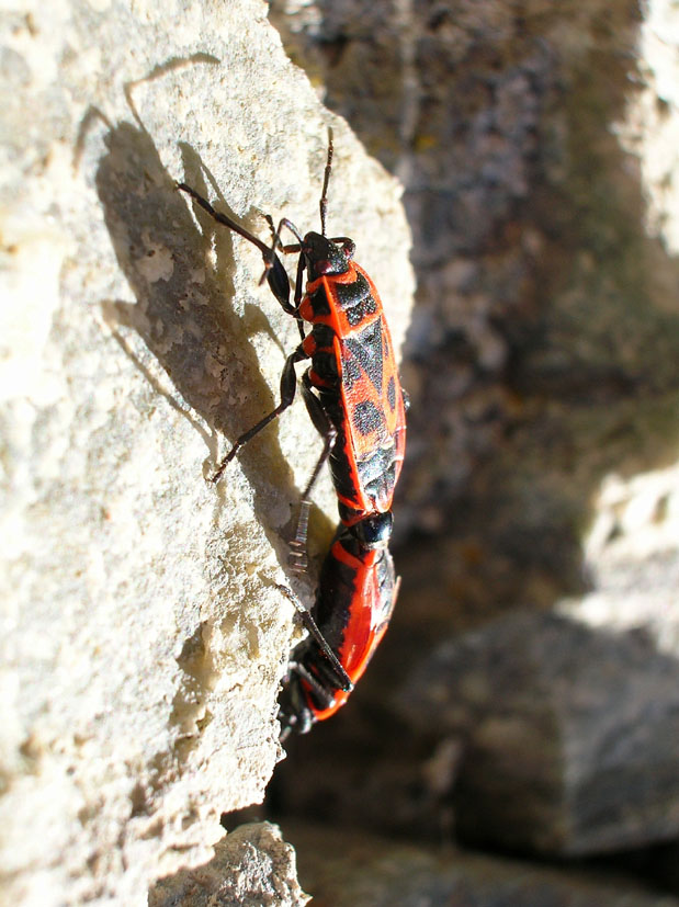 Pyrrhocoris apterus e Orthetrum coerulescens
