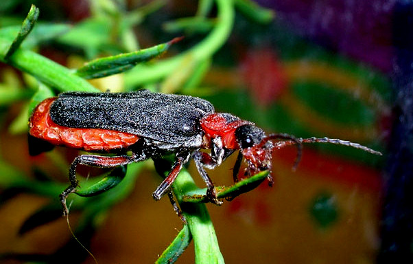 Cantharis rustica