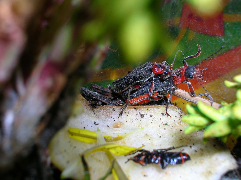 Cantharis rustica