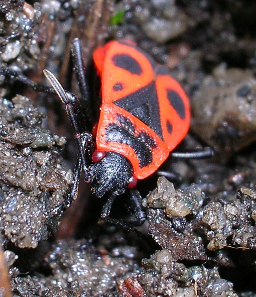 Pyrrhocoris apterus e Orthetrum coerulescens