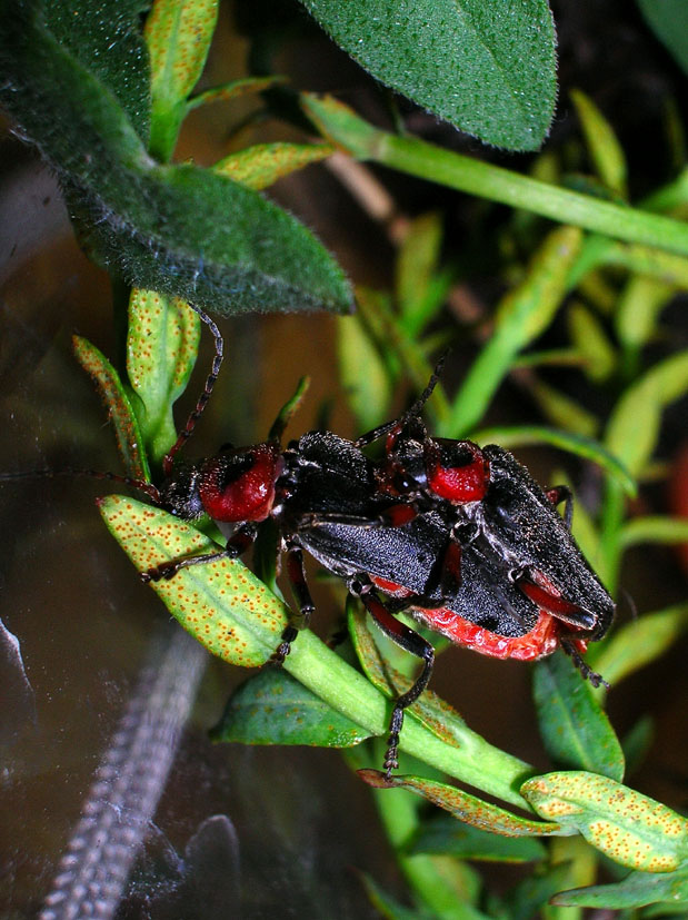 Cantharis rustica