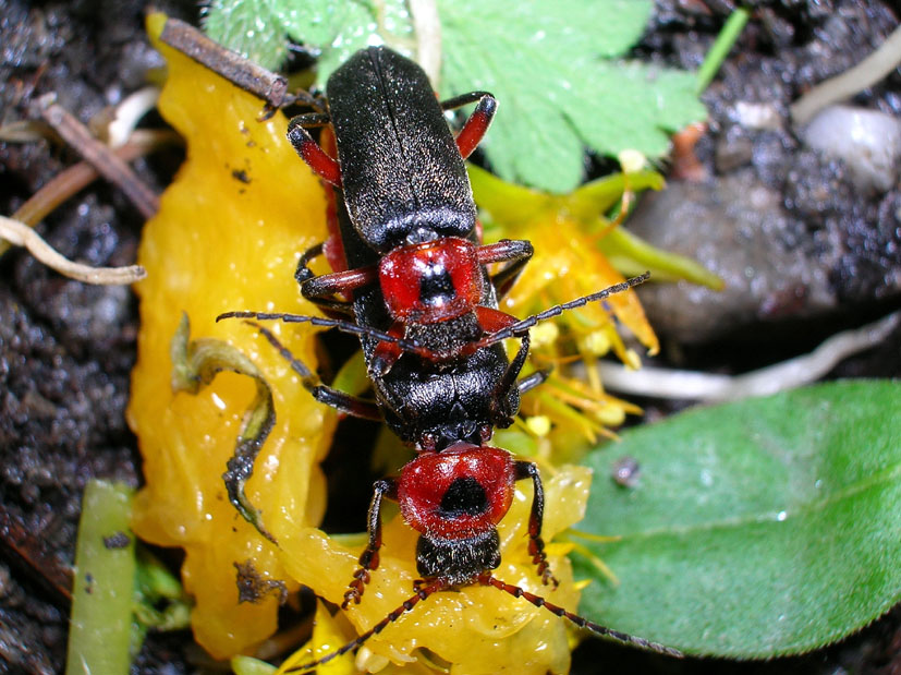 Cantharis rustica