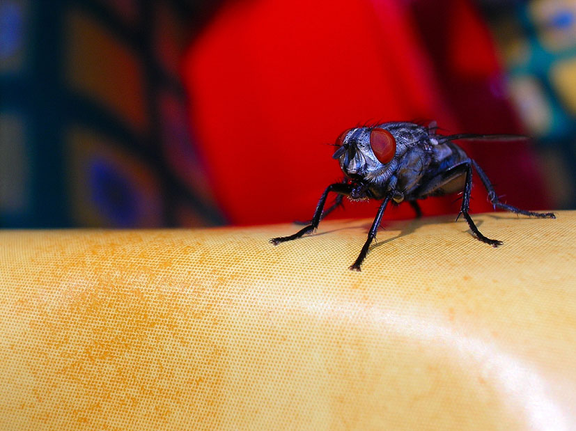 Sarcophaga sp., femmina