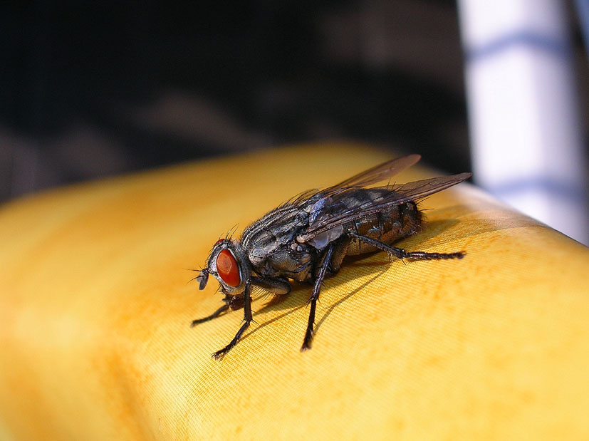 Sarcophaga sp., femmina