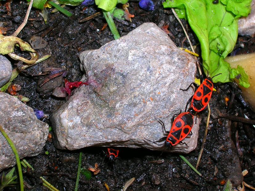 Pyrrhocoris apterus e Orthetrum coerulescens