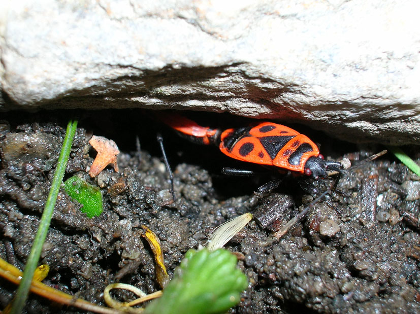 Pyrrhocoris apterus e Orthetrum coerulescens