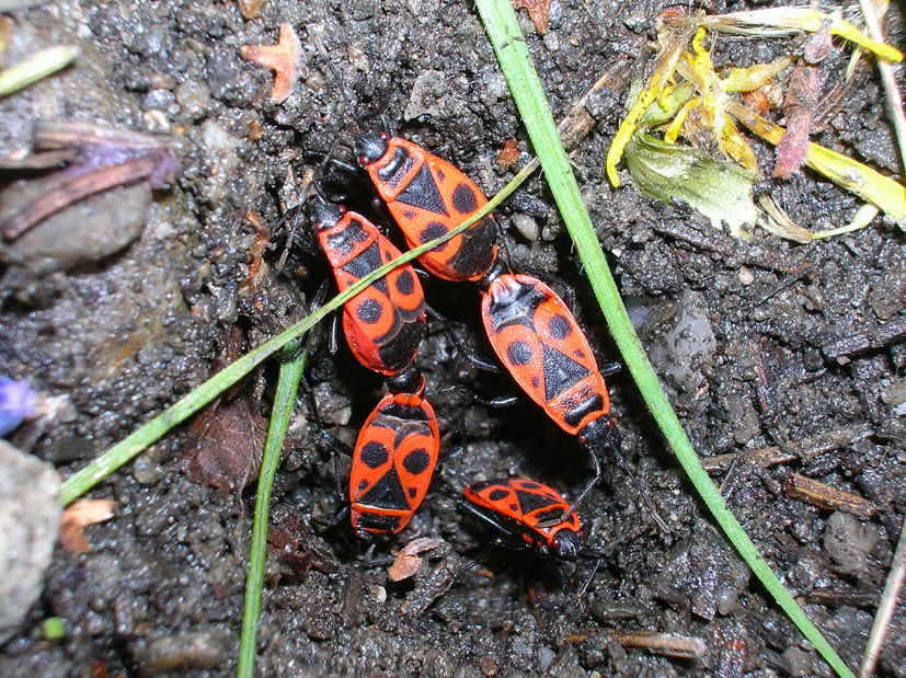 Pyrrhocoris apterus e Orthetrum coerulescens