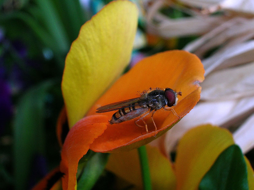 Larva cacciatrice di Episyrphus balteatus