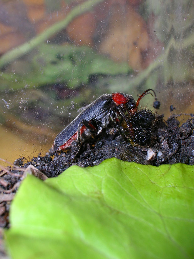 Cantharis rustica