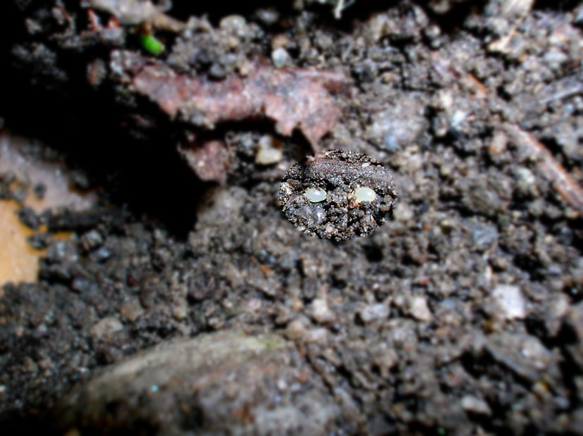 Pyrrhocoris apterus e Orthetrum coerulescens