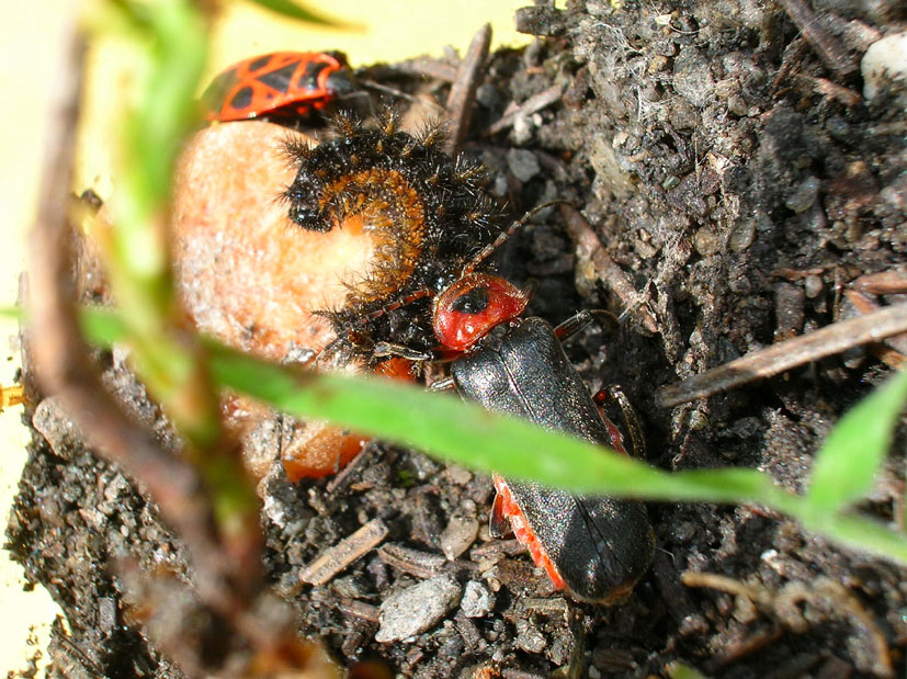 Cantharis rustica