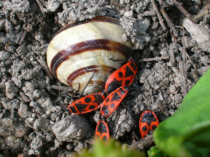 Pyrrhocoris apterus e Orthetrum coerulescens