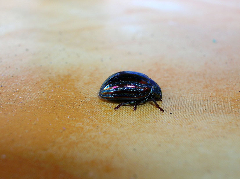 Chrysolina americana