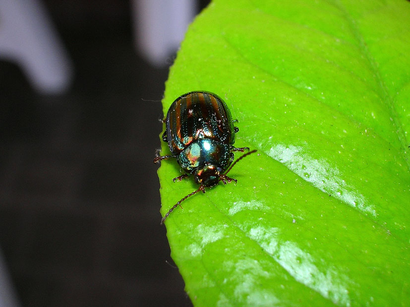 Chrysolina americana