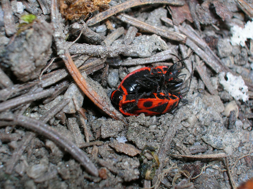 Pyrrhocoris apterus e Orthetrum coerulescens