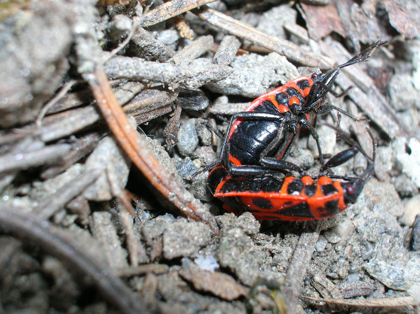 Pyrrhocoris apterus e Orthetrum coerulescens